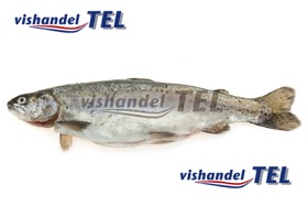 forel.jpg