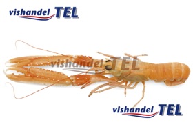 langoustine.jpg