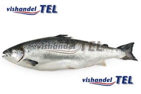 zalm.jpg