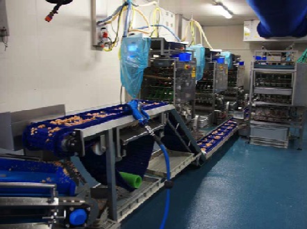 Garnalenpelmachines in bedrijf